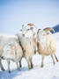 Sheep in Beskydy Mountains, the origin of wool we use in Besky products